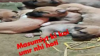 full #my #male #cutedog #puppies #doberman #dobermannx #dog #powerpuppy videos,puppy,cute puppies,