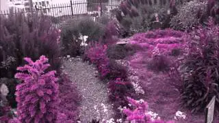Gay Pride's Rainbow Garden