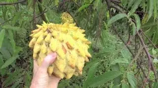 Picking Tropical Fruit for Breakfast | Rollinia, Tamarillo, Avocado | Kailua-Kona, Hawaii | HD