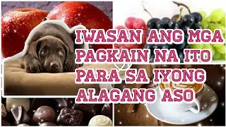 MGA 10 BAWAL NA PAGKAIN SA IYONG ALAGANG ASO | JEN TV