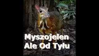 Myszo Jeleń Ale Od Tyłu
