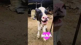 A cute calf HF Moo sounds#calf moo#cow sound