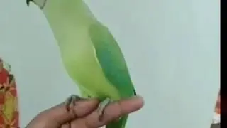 Tamil talking parrot  | கிளி பேசும் செந்தமிழ்