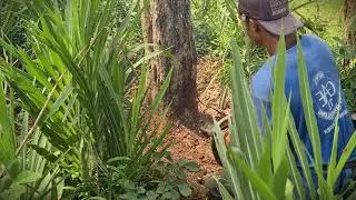 DIY Timber: Felling Trees and Cutting Logs with Precision _FarmersLife _Shorts