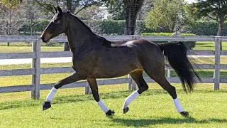 Iron Spring Farm: Vanilla Girl W, Star/Prov. Keur in Free Movement, January 2025