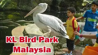 KL Bird Park Malaysia | Wonder Birds World Kuala Lumpur Bird Park | Enjoying 1 Malaysia Bird Park