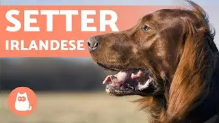SETTER IRLANDESE 🍀 Caratteristiche, Carattere e Salute