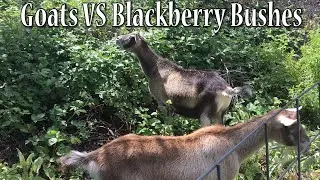Goats vs Blackberry Bushes