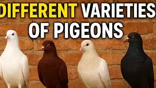 Different Varieties of Pigeons | Beautiful Pigeon Breeds | IRfanKhan Birds Information