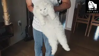 brush white turkish angora cat Myung-il