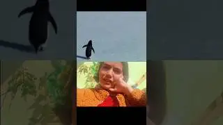 We all need a vanish button!#trending #penguin #penguinviralvideo #shorts #escape