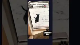 Snow Day, Dog Edition🐾 These dogs know how to have fun! #dogsinsnow #funnydogs #lifeslikethis #cute