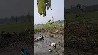 মাছ ধরা হচ্ছে #treanding @rajukumarsur9369 