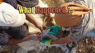 A Normal Day in Sangsari Nomad Life Turns Into an Emergency &ndash; Goat Injury & Treatment 🏕️🐐💔➡️🩹