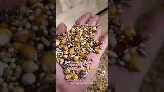 Hrana de amestec de m&acirc;ncare &icirc;n perioada năp&acirc;rliri. Tutorial alegere hrană pentru schimbare penaj TOP