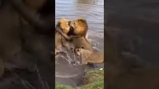 Cliff Edge Collision#LionClash #SavannaLife #WildlifeDrama