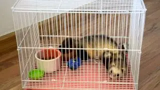 funny  Mink  /  Норка 71