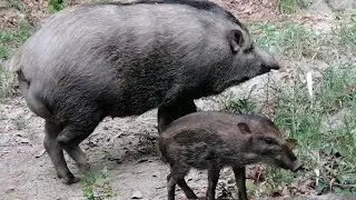 WILD BOAR AND WILD PIGLET IS IN THE PEOPLES PARK, #forest #hiking #animals #wildlife #mountains