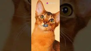 Super Facts About Somali Cats! 🐱 #diytools #cat #europeanwildlife #smartphone #alifazal #facts