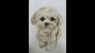 色鉛筆素描   馬爾泰犬 - 孫系蓉