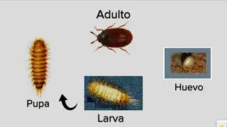 Gorgojo Khapra  Trogoderma granarium