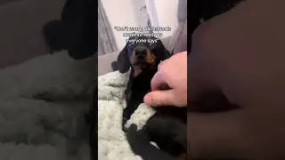 24/7 attention required! #dachshund #puppy #funny #wienerdog #sausagedog #cute #doglife #pets #short