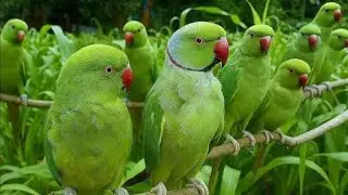 Parrot sound | Parrot Ki Awaaz | mitthu mitthu 