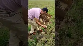 Why are baby partridges left in the fields #bird #farming #partridges