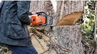 Cut Down Big Tree Chainsaws With A Stihl Ms 382 chainsaw