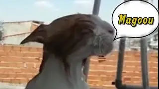 Gato Não Gosta de Tomar Banho, Fala que Magoou, INACREDITÁVEL