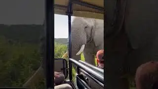 the friendly  elephant  in maasai mara
