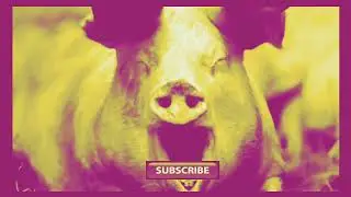 Pig squealing sound effect (BASS BOOSTED) + (EARAPE)