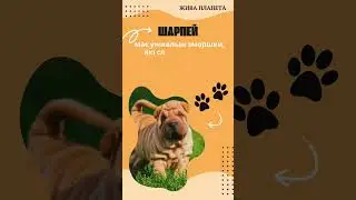 #Шарпей #DogsFacts #DogBreeds #FunnyDogs #CuteDogShorts #SmallDogBreeds #BigDogs #SmartDogs