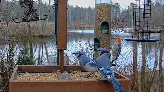 Jays, Woodpeckers, And More Flock To Cornell Feeders For A Fall Snack | Nov. 21, 2025