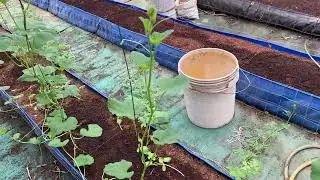 Hydroponic Set-up Tour // Polyhouse Update Apr 24 // DWC, NFT, DFT, Grow Bad. Media Bucket & More