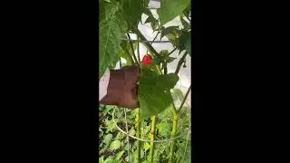 The Prolific Pepper Plant @thecharlesft.laud.garden
