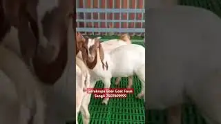 Gurukrupa Boer Goat Farm Sangli Maharashtra. #farming #goatfarm #animals #goat #goatrearing