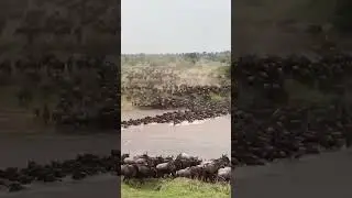 The Wildebeest migration.