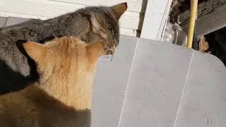Cat swarm