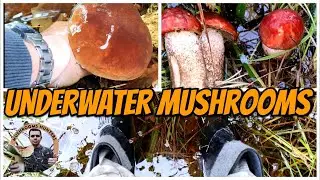 UNDERWATER MUSHROOMS | huby pod vodou | incredible | unbelievable | rarity | unseen | interesting