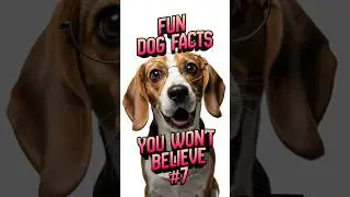 7 fun facts about dogs that will surprise you 🐶 #Dogs #Shorts