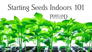 Starting Seeds Indoors 101 with Portland Nursery