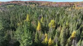 Prime 40-Acre Recreation Property in Cedar, Michigan | Leelanau County Land for Sale