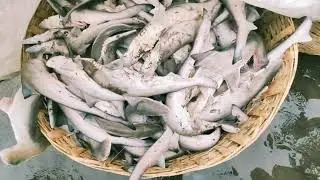 Harne Beach Fish Market Tour ,Beautiful Konkan ,Maharashtra