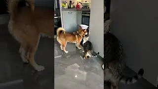 silly dog and cat cooking. #cat #funny #cute #pets #animals #fyp