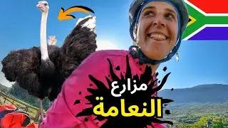 Страусиные фермы на дороге 🇿🇦🇹🇳: Южная Африка. Эпизод 70