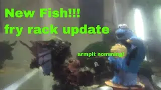 Fry rack update and new fish!