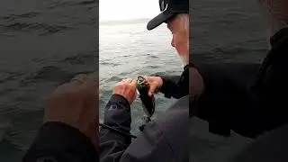 @SteveFromWyoming Always Catching The Wrong Fish! #shorts #fishing #ocean