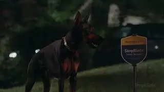 A Guard Dog's Retirement: The Power of SimpliSafe's New Outdoor Monitoring