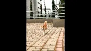 Do Cats Really Perceive Time Differently? Unlocking Feline Mysteries!
